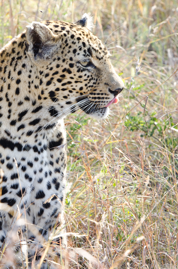 Female Leopard 2 Female Leopard 2