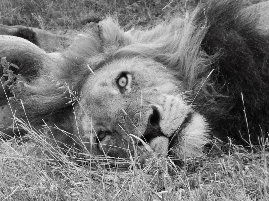 Kruger Male Lion 5 Kruger Male Lion 5
