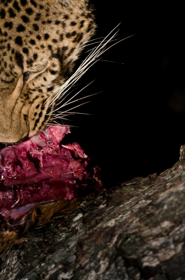 Leopard Kill 4 Leopard Kill 4