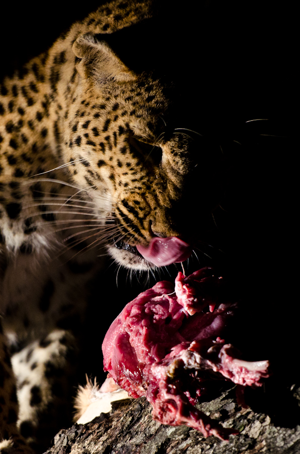 Leopard Kill Leopard Kill
