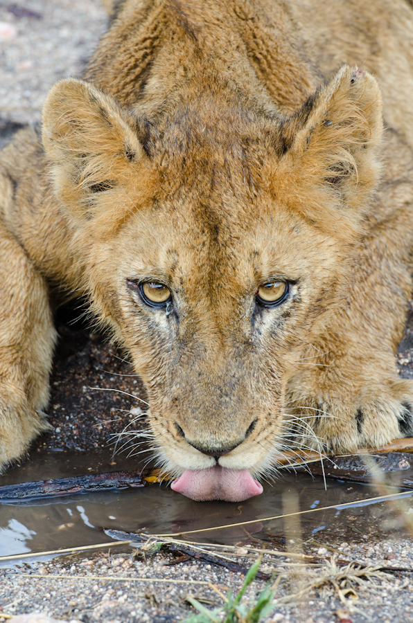 Southern Pride 3 Southern Pride 3