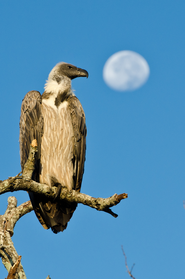 Vulture Vulture