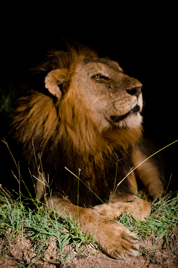 Kruger Male Lion Kruger Male Lion