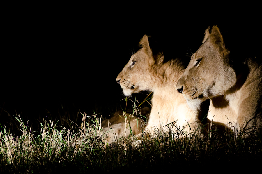 Cub And Mother Listening Cub And Mother Listening