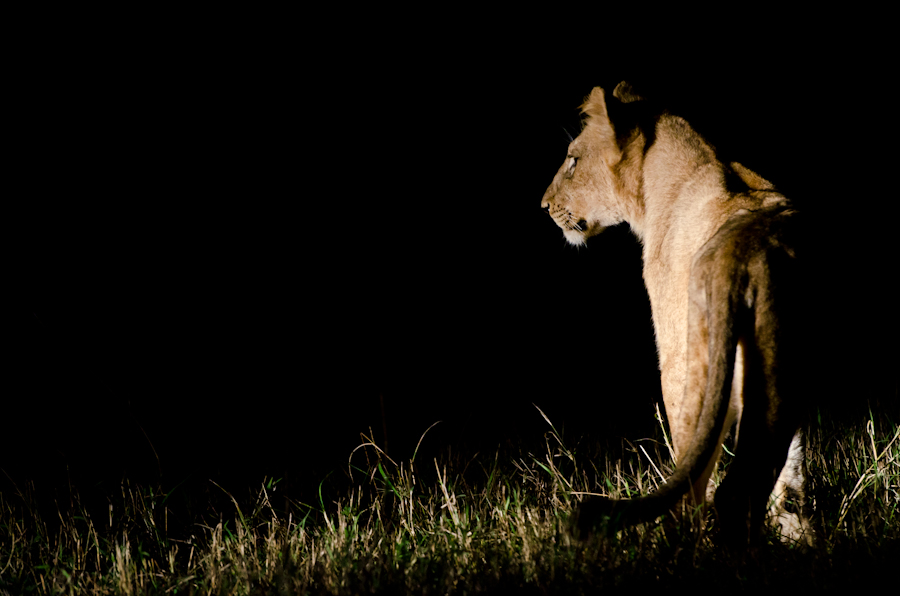 Cub Listening Cub Listening