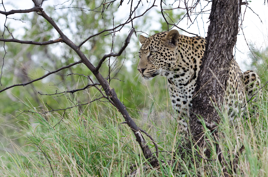 Leopards Fight 2 Leopards Fight 2