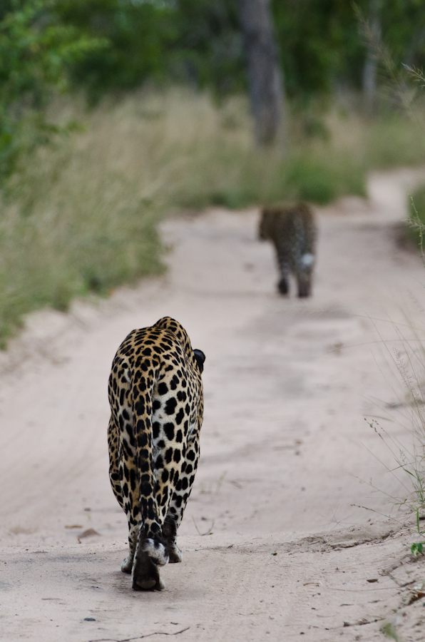 Leopards Fight 3 Leopards Fight 3