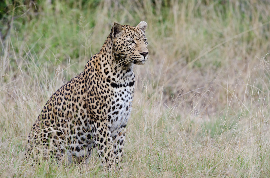 Leopards Fight 4 Leopards Fight 4