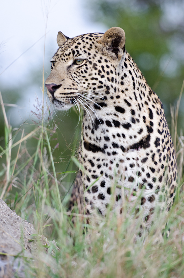Leopards Fight Leopards Fight
