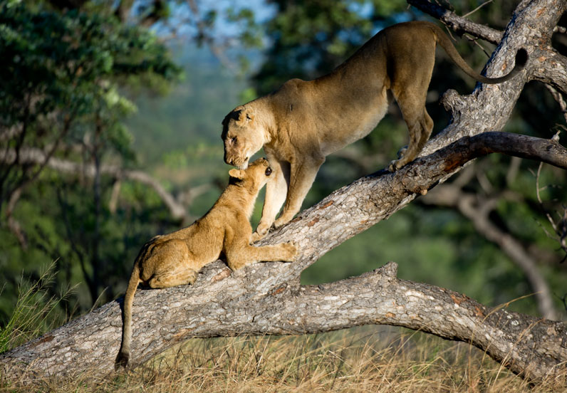Rhino Tree Lions Rhino Tree Lions