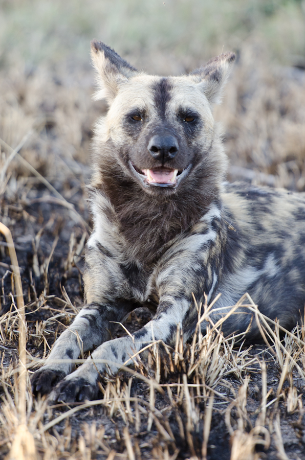 wild dog at Sabi Sabi Luxury Safari Lodges