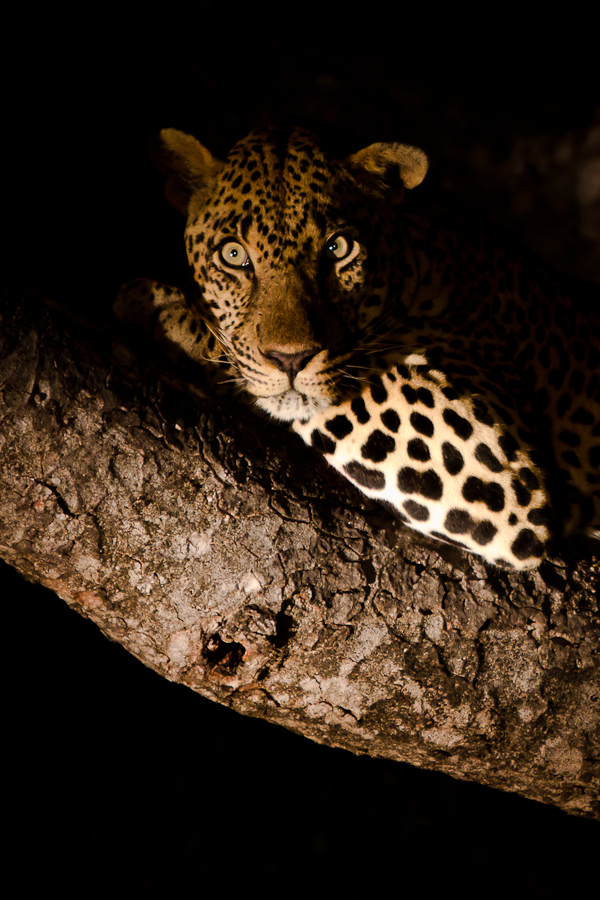 leopard in a tree while on safari at sabi sabi private game reserve