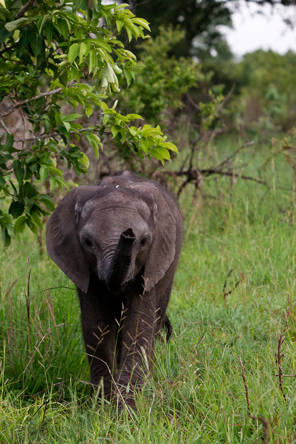 baby elephant at sabi sabi luxury safari lodges