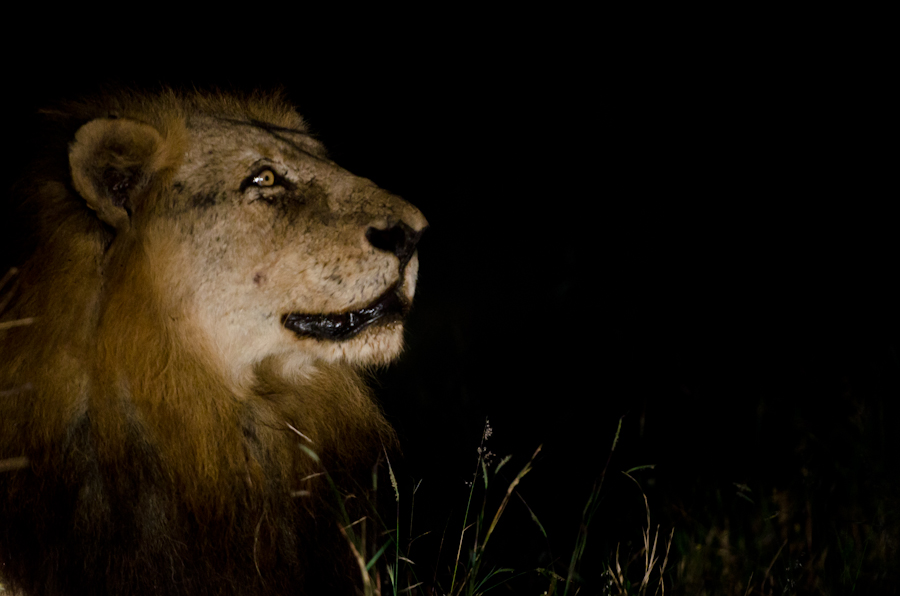 Mapogo Males 3 Mapogo Males 3