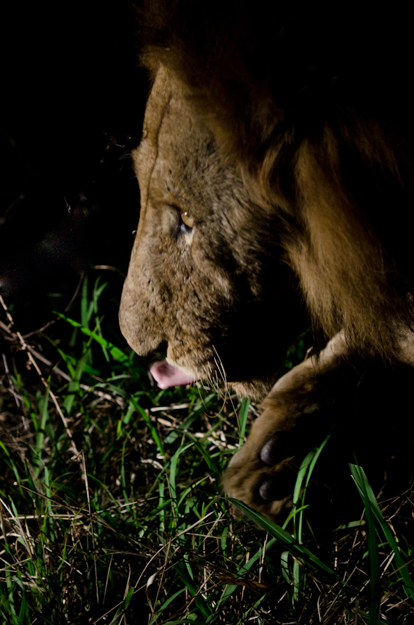 Mapogo male lion while on safari game drive at Sabi Sabi Private Game Reserve