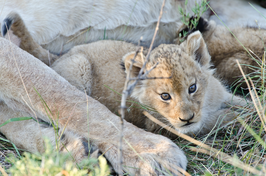 New Cubs 2 New Cubs 2