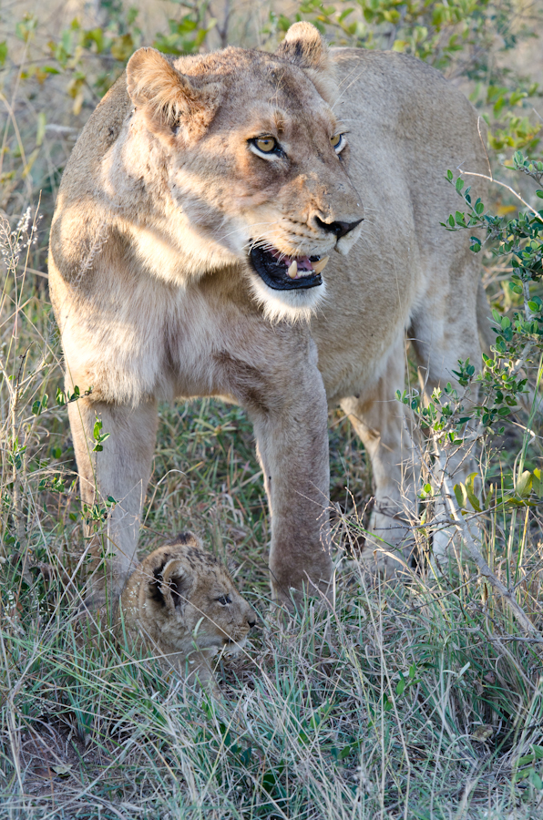 New Cubs 4 New Cubs 4