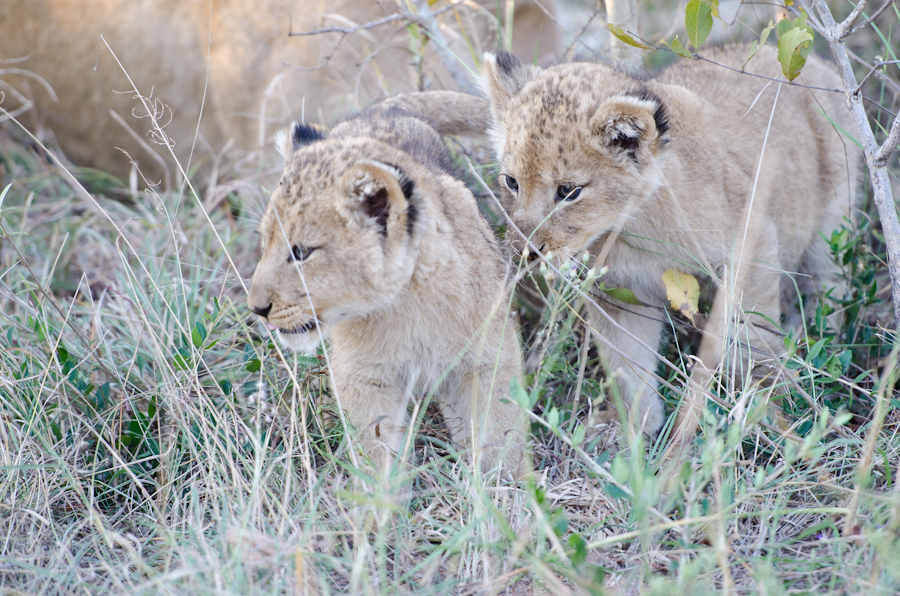 New Cubs 5 New Cubs 5