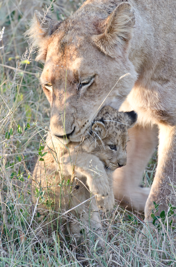 New Cubs 7 New Cubs 7