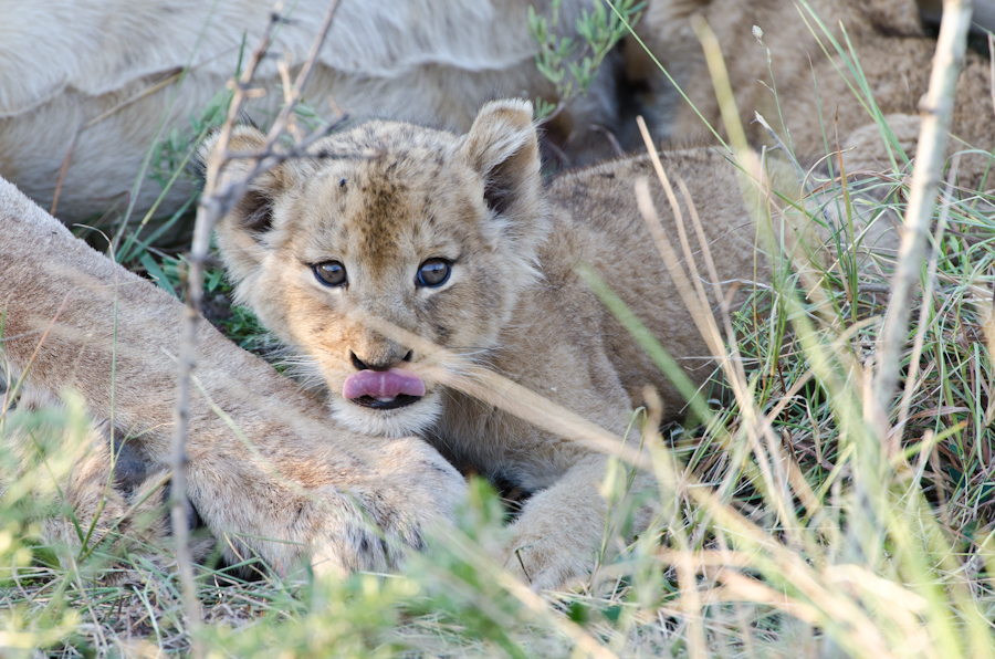 New Cubs New Cubs