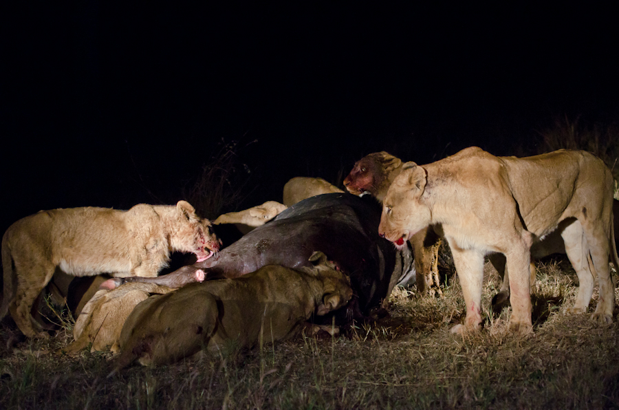 Southern Pride On A Kill Southern Pride On A Kill