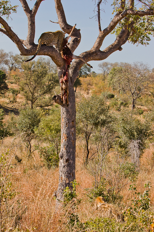 leopard going up a tree at Sabi Sabi Private Game Reserve