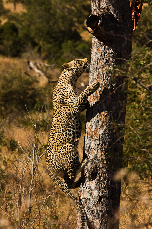 leopard going up a tree at Sabi Sabi Private Game Reserve