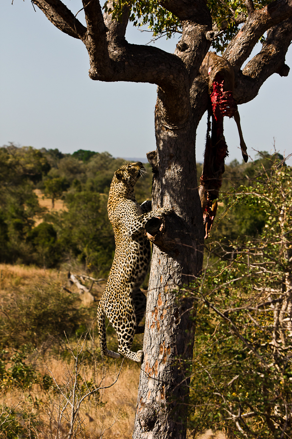 leopard going up a tree at Sabi Sabi Private Game Reserve