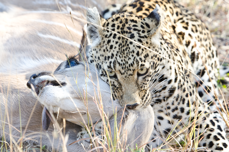Nottins Hunting 4 Nottins Hunting 4