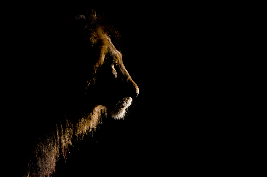 Southern Pride 12 Southern Pride 12