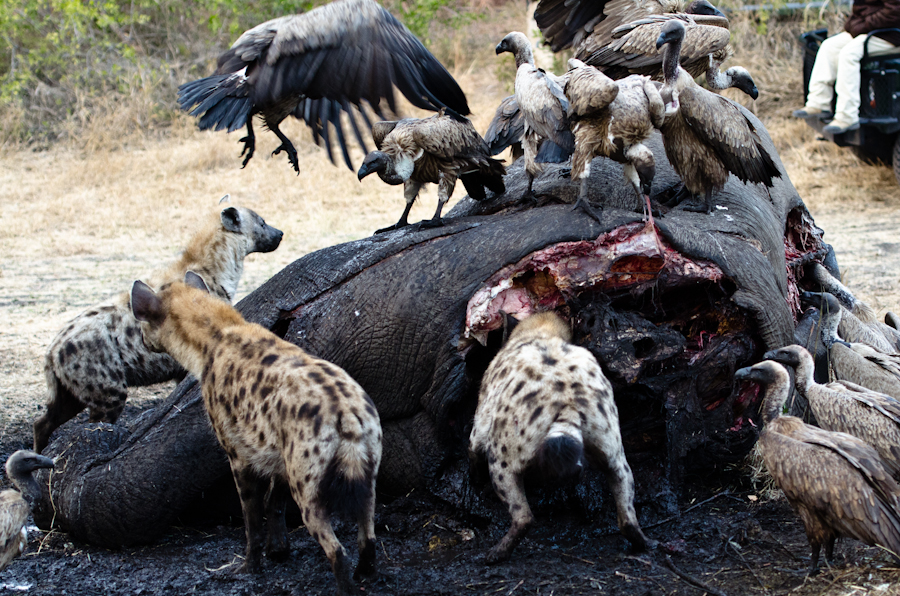 Elephant-carcass-8.jpg