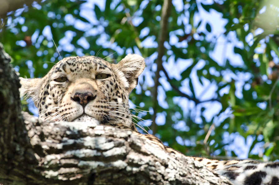 Leopard Leopard