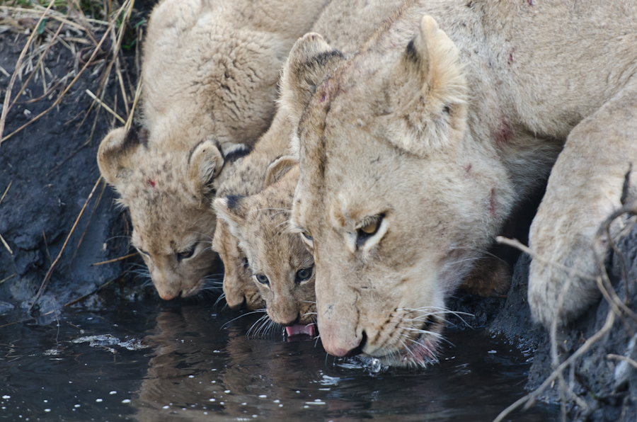 Lion Cubs 2 Lion Cubs 2