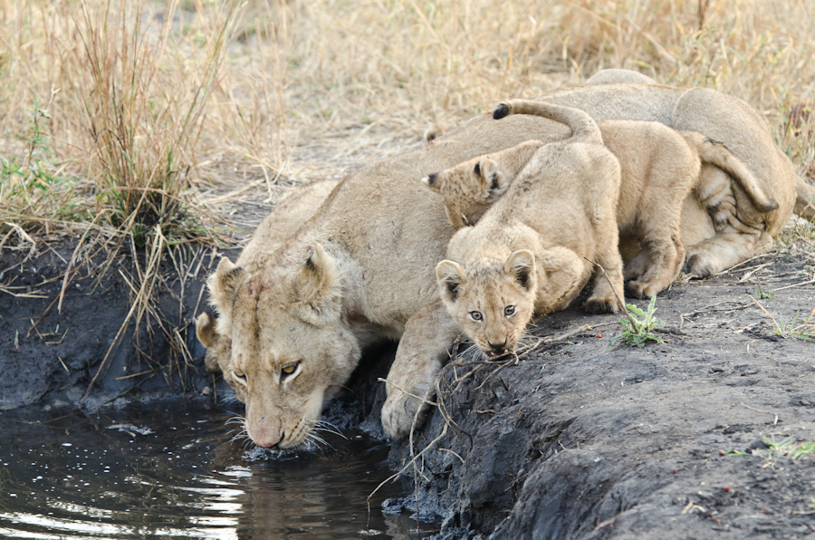 Lion Cubs 3 Lion Cubs 3