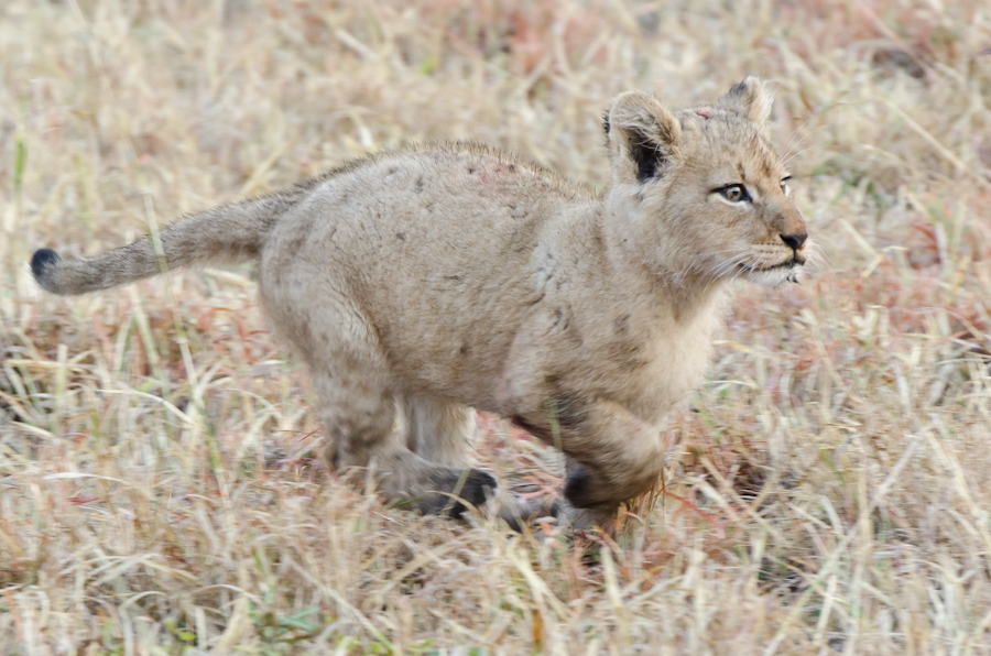 Lion Cubs 4 Lion Cubs 4