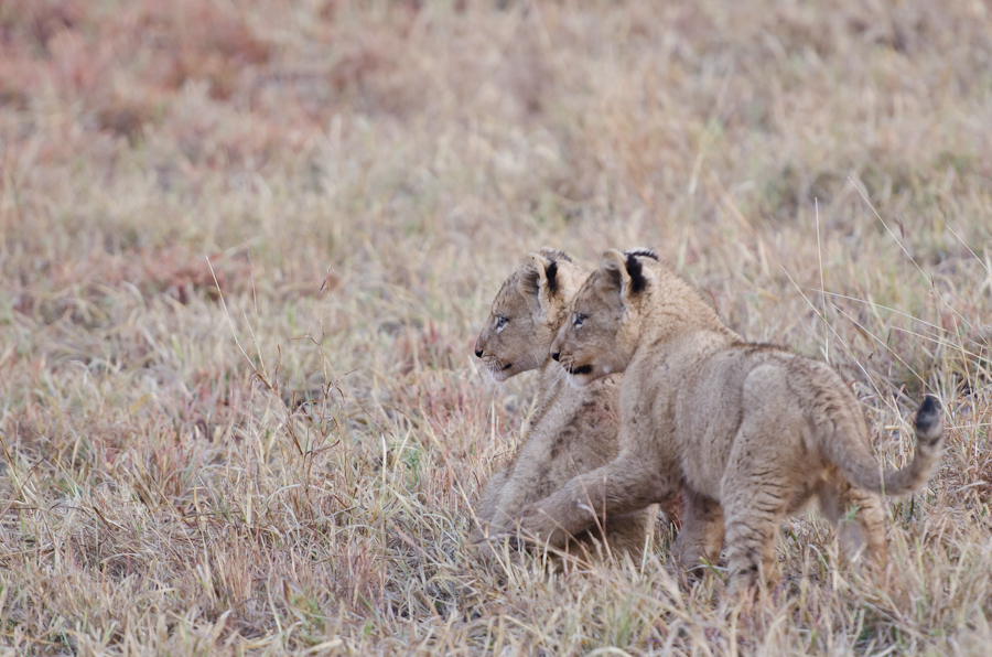 Lion Cubs Lion Cubs