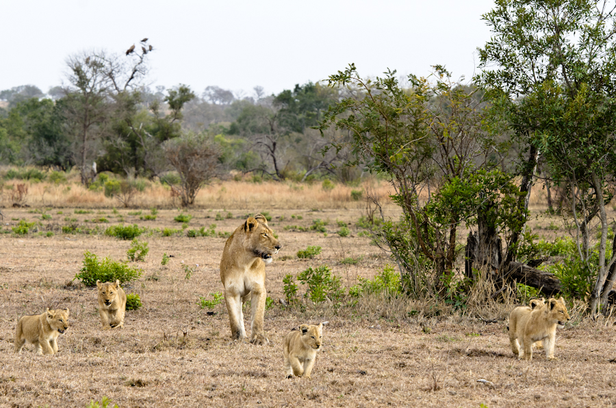 Southern Pride Lion Cubs 2 Southern Pride Lion Cubs 2