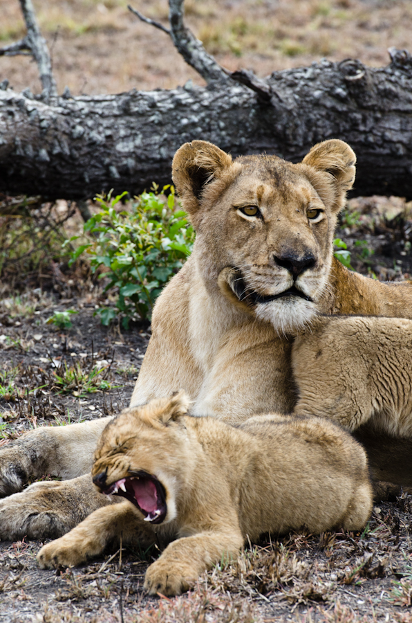 Southern Pride Lion Cubs 6 Southern Pride Lion Cubs 6