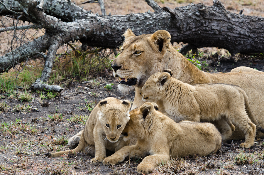 Southern Pride Lion Cubs 7 Southern Pride Lion Cubs 7