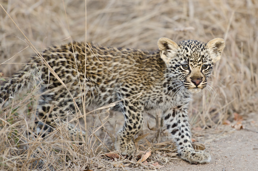 Leopard Cub Leopard Cub
