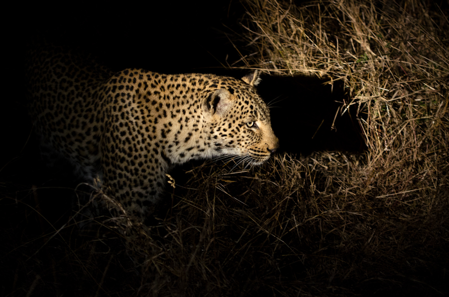 Leopards Mating 2 Leopards Mating 2