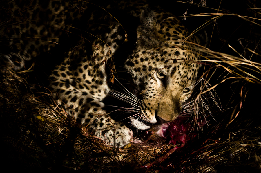 Leopards Mating 4 Leopards Mating 4