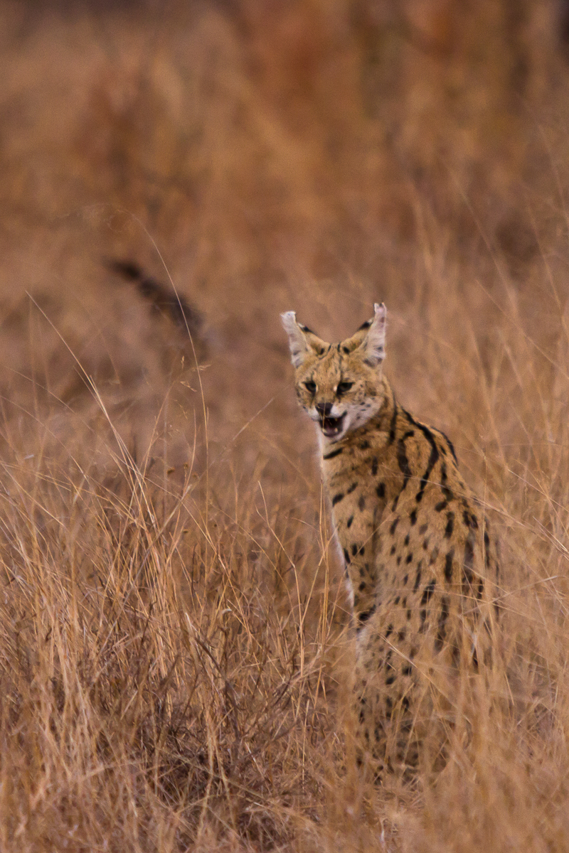 Serval 8 Serval 8