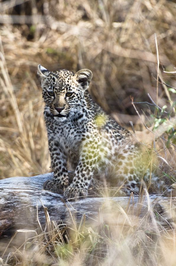 Nottins leopard cub at Sabi Sabi Private Game Reserve