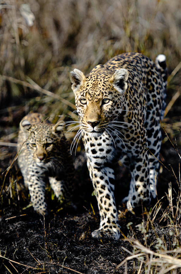 Nottins and leopard cub at Sabi Sabi Private Game Reserve