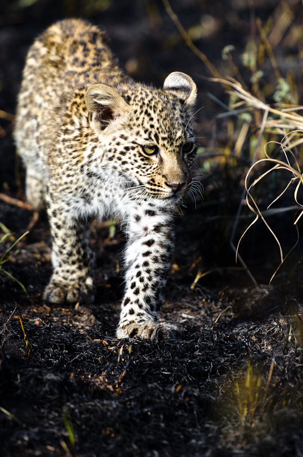 Nottins leopard cub at Sabi Sabi Private Game Reserve