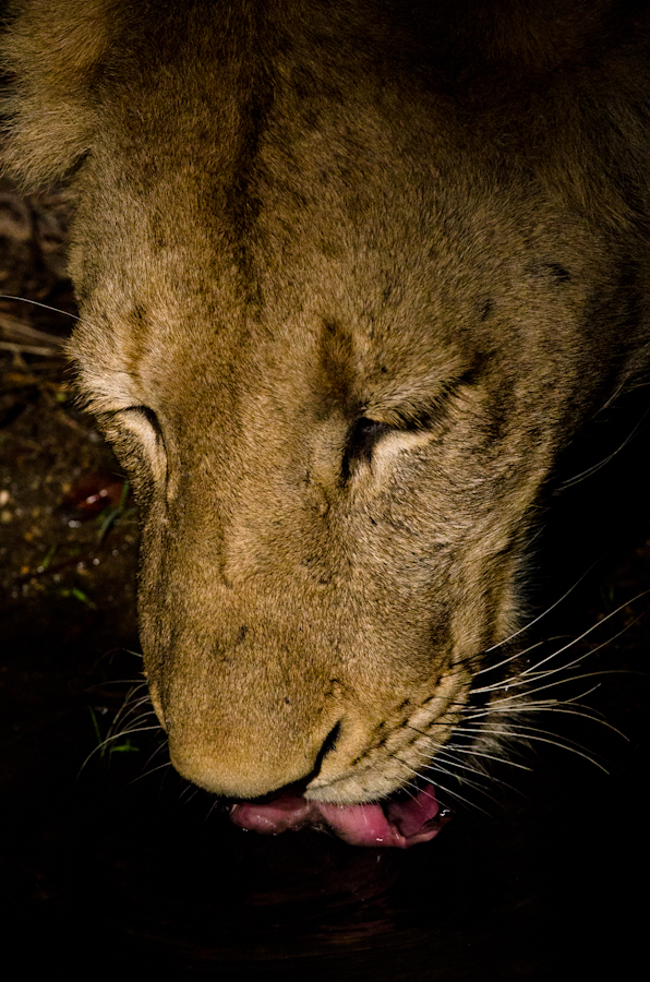 lion at sabi sabi