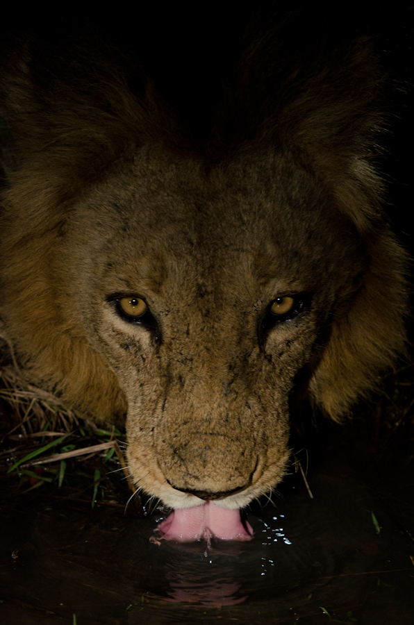 lion at sabi sabi