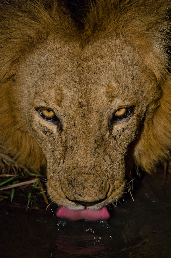 lion at sabi sabi