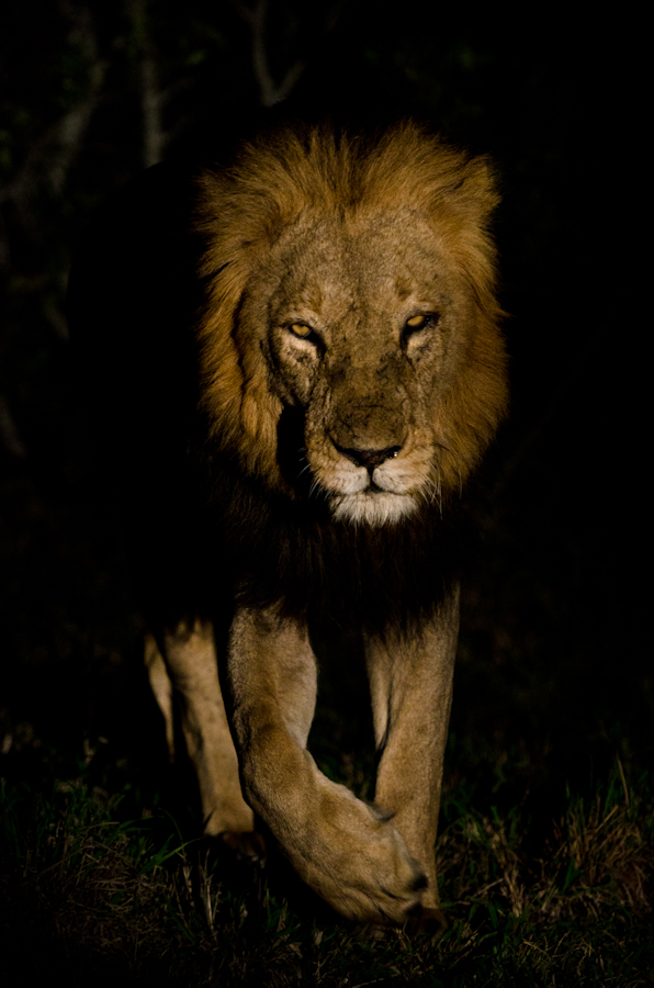 lion at sabi sabi